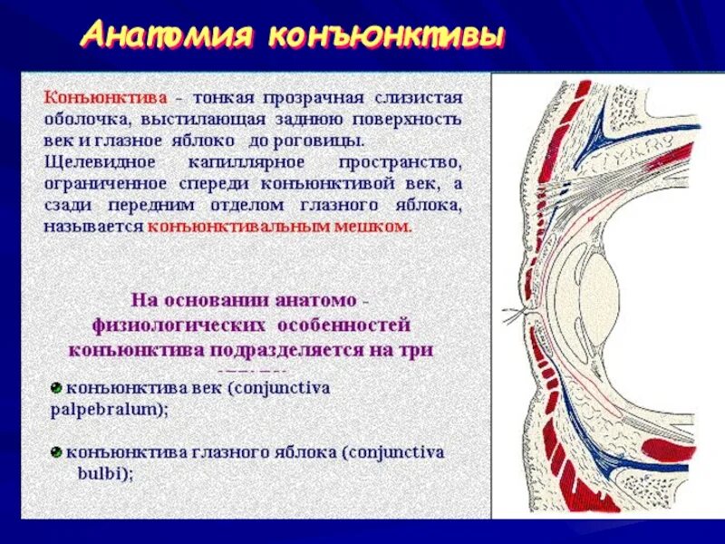 Строение глаза мешок глаза конъюнктивальный. Конъюнктива строение анатомия. Строение глаза анатомия конъюнктива. Конъюнктива глазного яблока анатомия. Конъюнктива склеры строение.