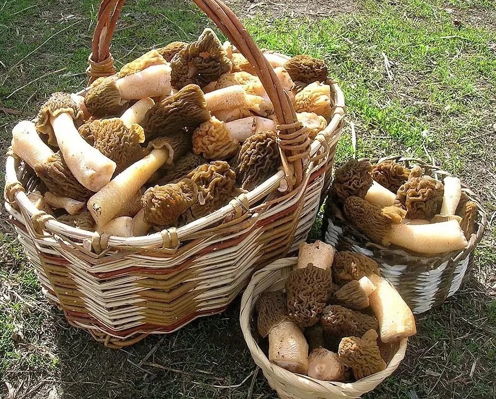 Сморчки в каком месяце. Сморчки грибы Лесные. Сморчок полевой. Грибы в Подмосковье сморчки и строчки. Сморчки в Подмосковье.