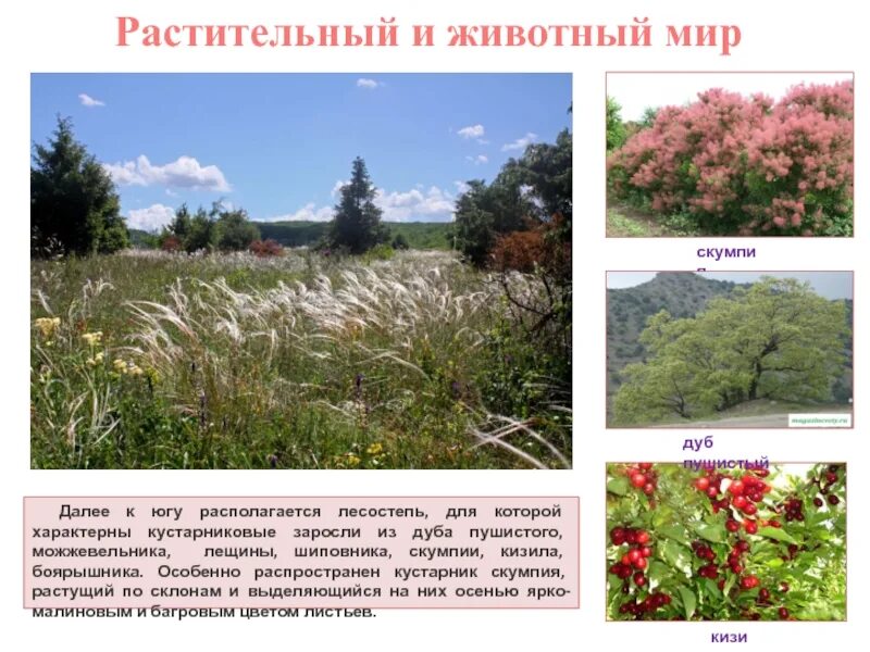 Растительный мир в регионах. Растительный мир в регионах. Тайга и тундра отличия. Лес кузнецкий алатау. Растительность тайги.