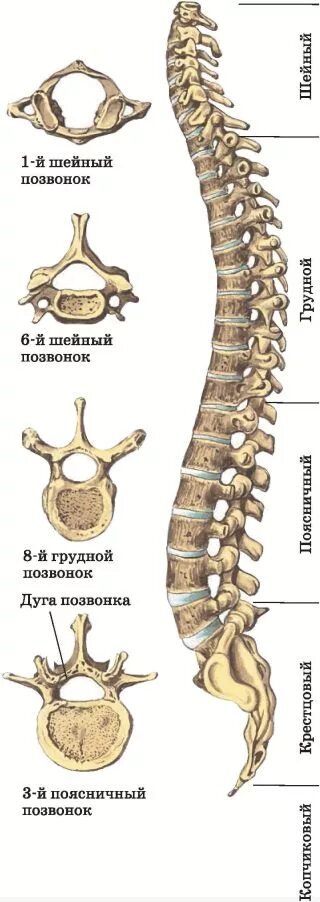 8 шейный позвонок. Скелет позвоночника человека. строение позвоночника человека биология. позвонок строение на скелет. строение скелета отделы позвоночника.