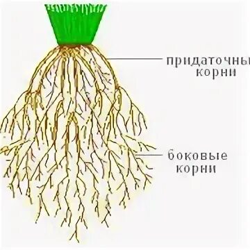 Какую корневую систему имеет мох