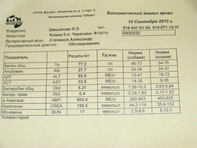 Анализ мочевина и креатинин в крови норма. Нормативы креатинина и мочевины в крови. Креатинин у кошек норма. Норма креатинина у кошек. Повышена мочевина креатин