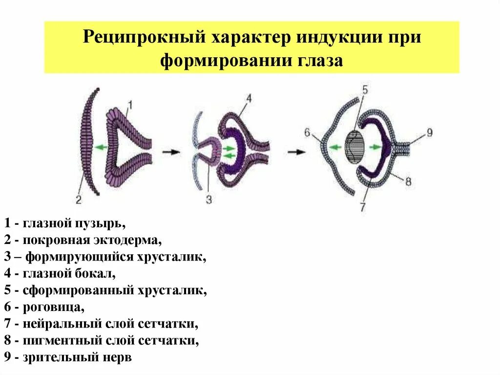 Сетчатка эктодерма