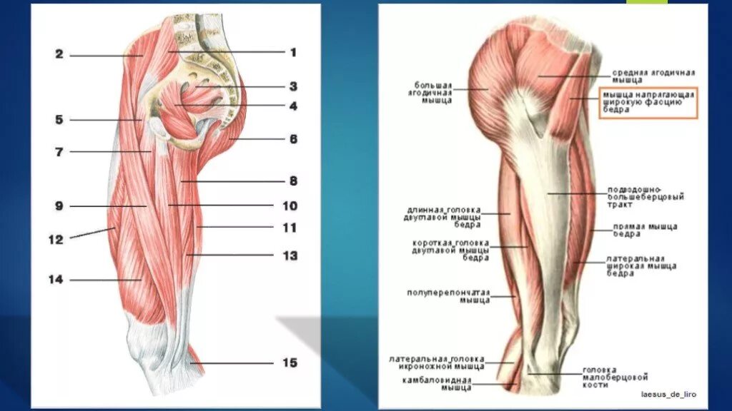 Бедра женщины фото где находится. Мышцы бедра анатомия. Тонкая мышца бедра анатомия. Задняя группа мышц бедра анатомия. Мышцы бедра анатомия передняя поверхность бедра.