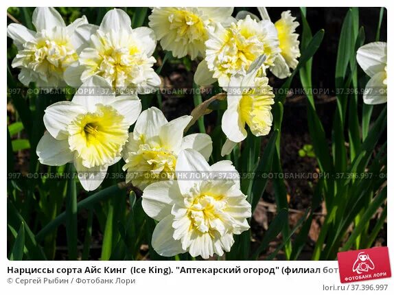 Narcissus DBL 'Ice King' - GARDENIDEA