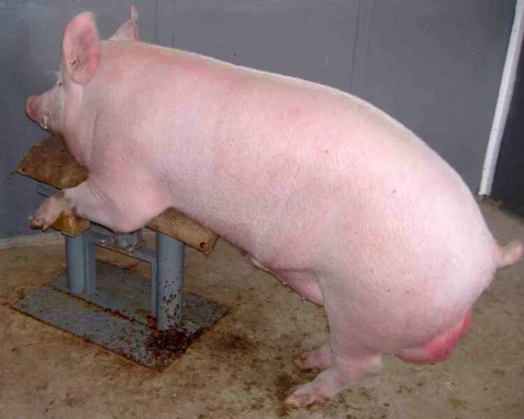 Пьетрен макстер порода. Как определить хряка. Как определить хряка. Хряк производитель. Как определить хряка.