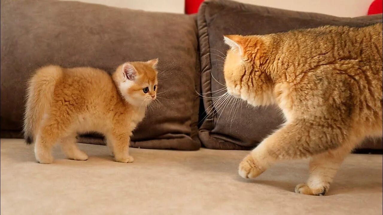 первая встреча коты