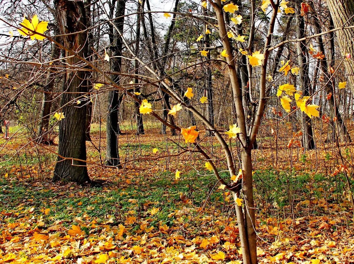 Осень листья давно облетели. Осеннее дерево. Деревья осенью. Сень деревьев. Дерево с опавшей листвой.