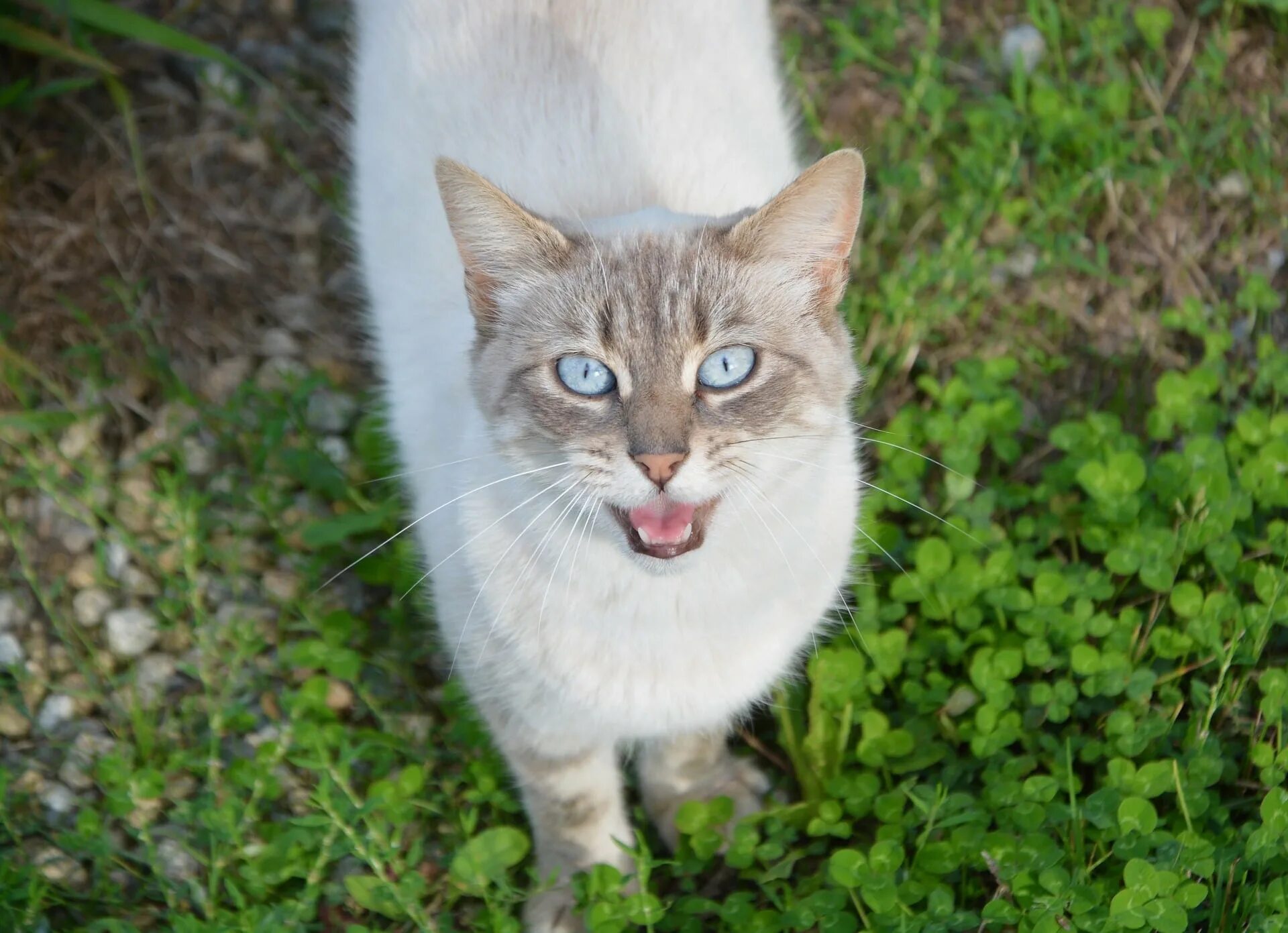 Как мяукают котики. Мяуканье кошки. Котенок мяукает. Кошки vberf.n. Коты которые мяукают..