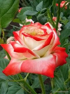 Rose emperor