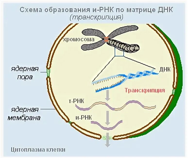 Схема образования и РНК по матрице ДНК. Схема образования информационной РНК на матрице ДНК. Синтез ДНК И РНК схема. Схема синтеза РНК.