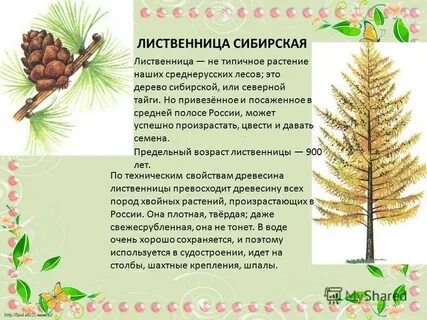 Лиственница особенности строения