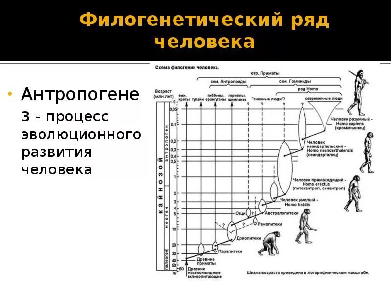 Определите верную последовательность этапов антропогенеза. Эволюционное Древо приматов и человека. Эволюционное Древо гоминид. Эволюция человека таблица гоминид. Этапы развития человека схема.