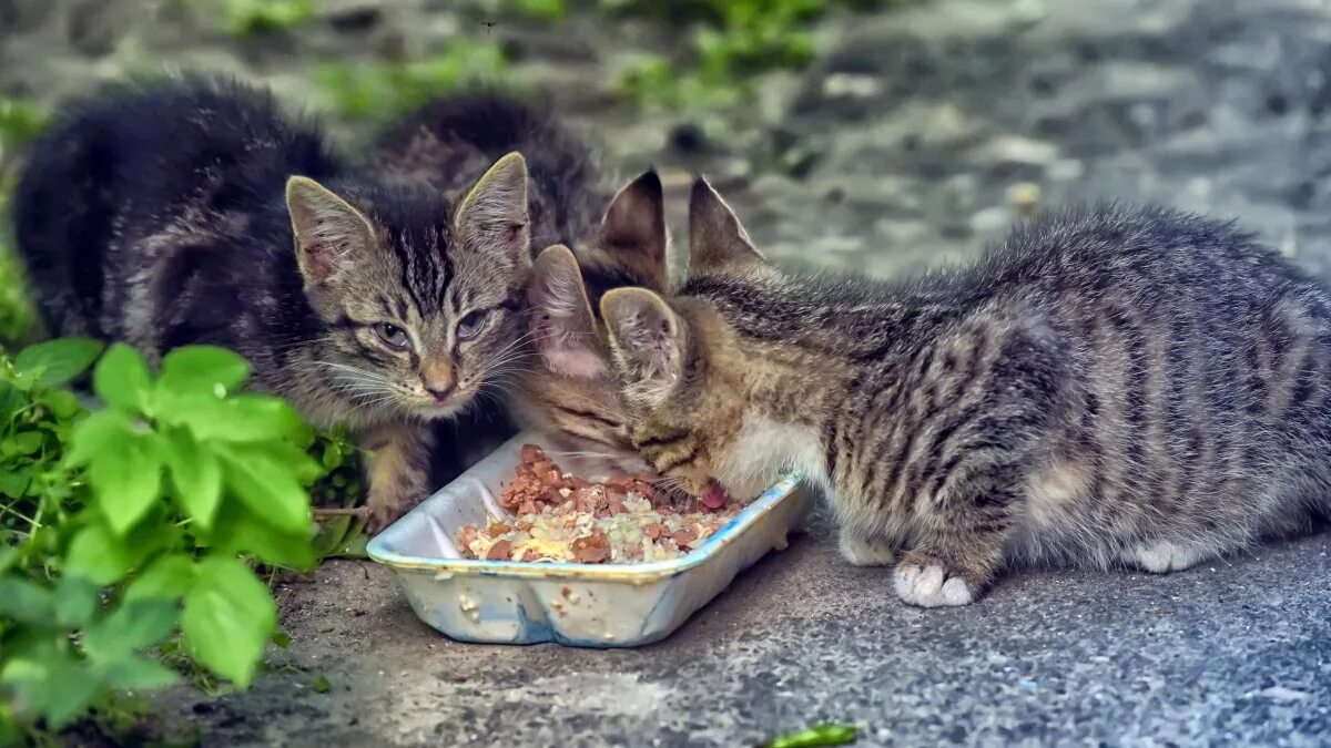 Бездомные котята. Бездомный кот. Кормление бездомных кошек. Уличные котята. Сонник кормить кошек
