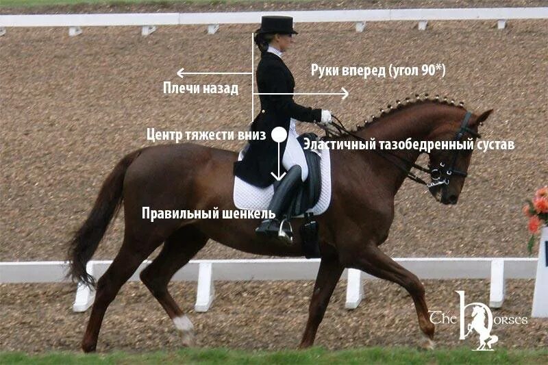 Езда верхом согласование