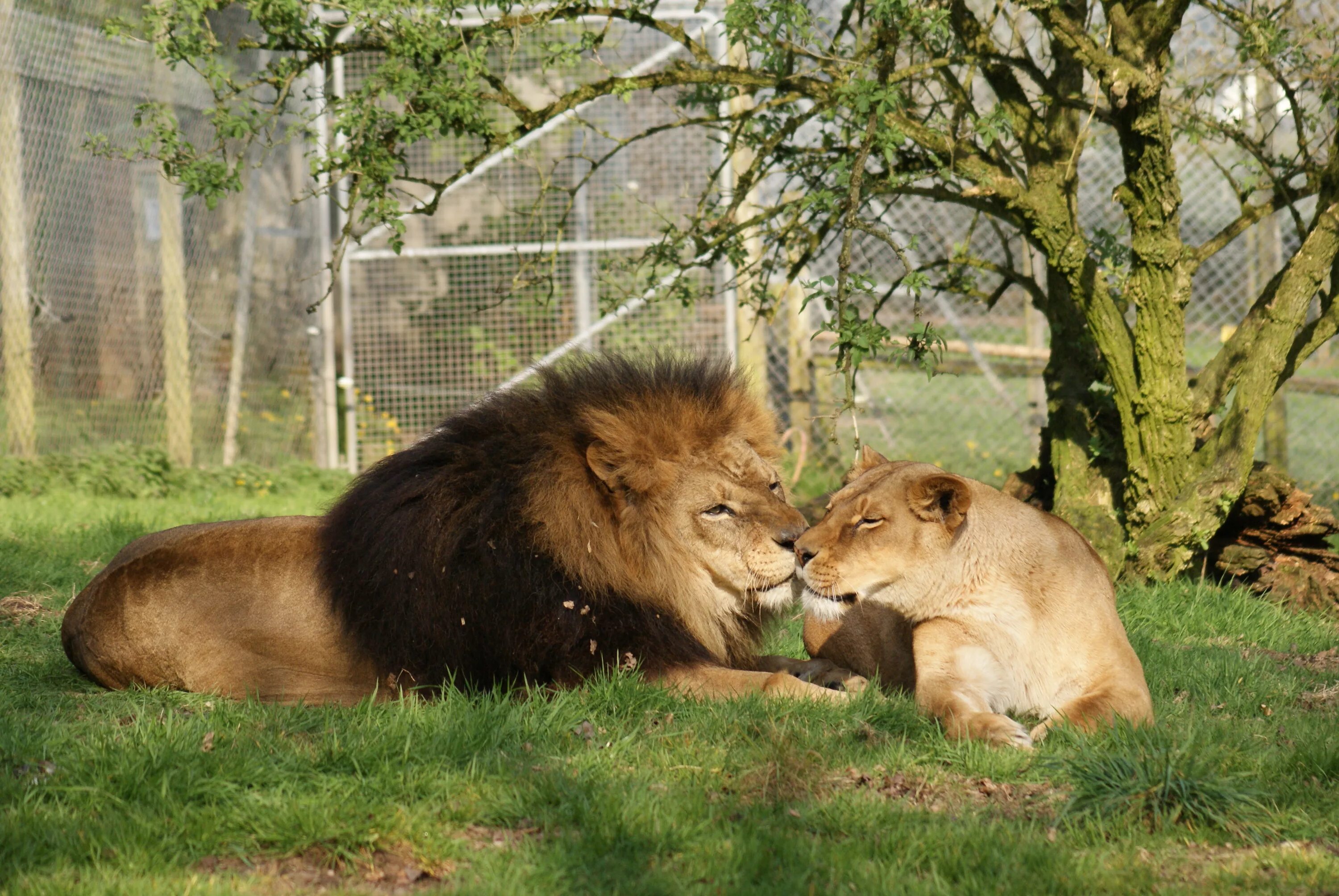 Лев и львица. Лев и львица любовь. Животные парочки. Лев любит львицу.