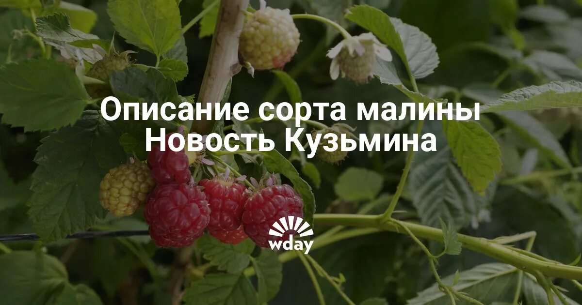 Малина новость кузьмина описание сорта отзывы. Сорт малины Кузьмина. Сорт малины новость Кузьмина. Малина новость Кузьмина описание сорта. Малина новость Кузьмина.