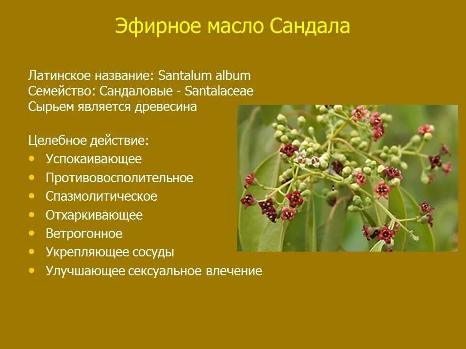 Латинское название всех элементов таблицы менделеева. Корень латынь. Латинские названия частей растений. Календарь сбора лекарственных растений таблица. Латинское название сырья.