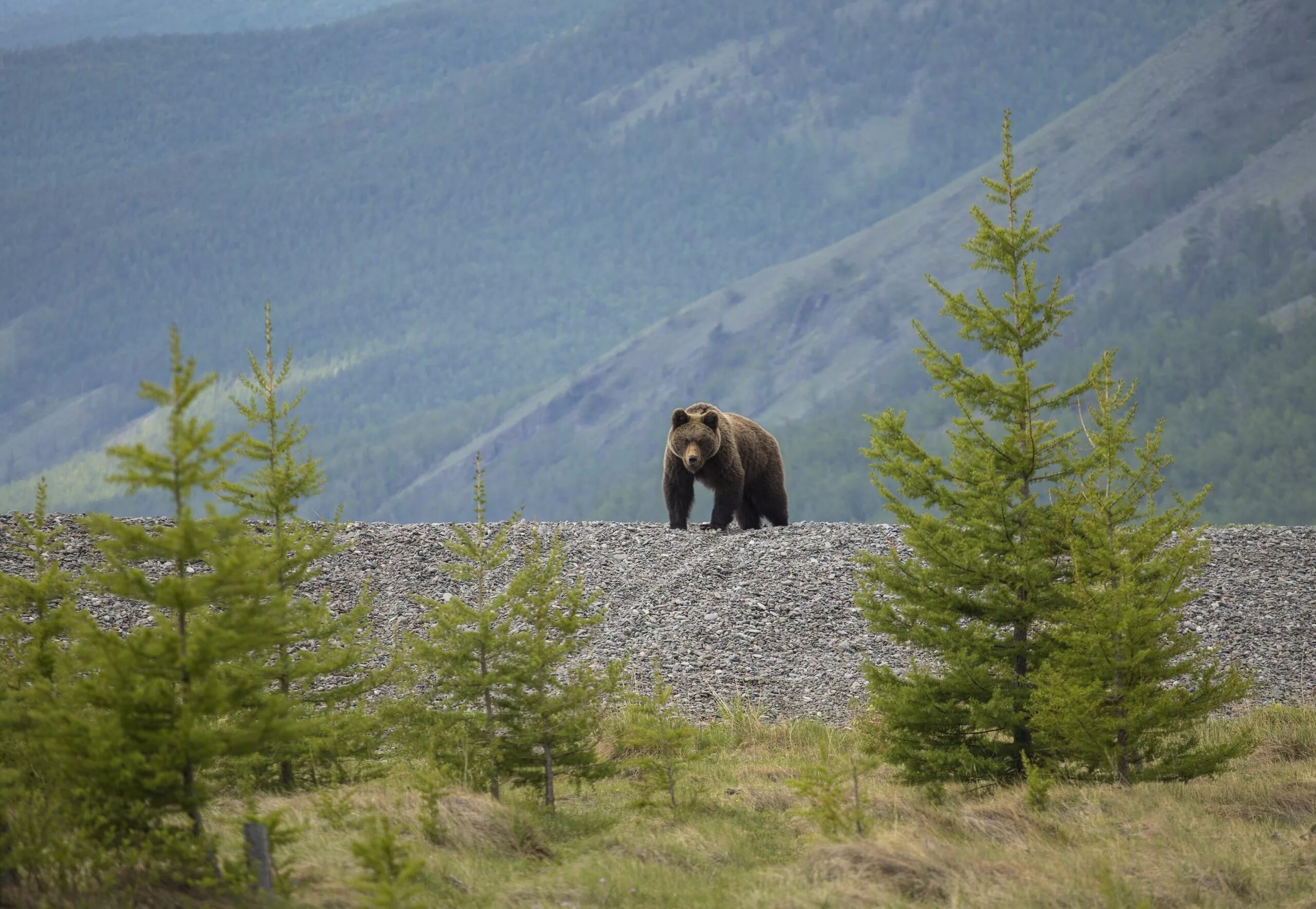 Охота на медведя на кольском полуострове