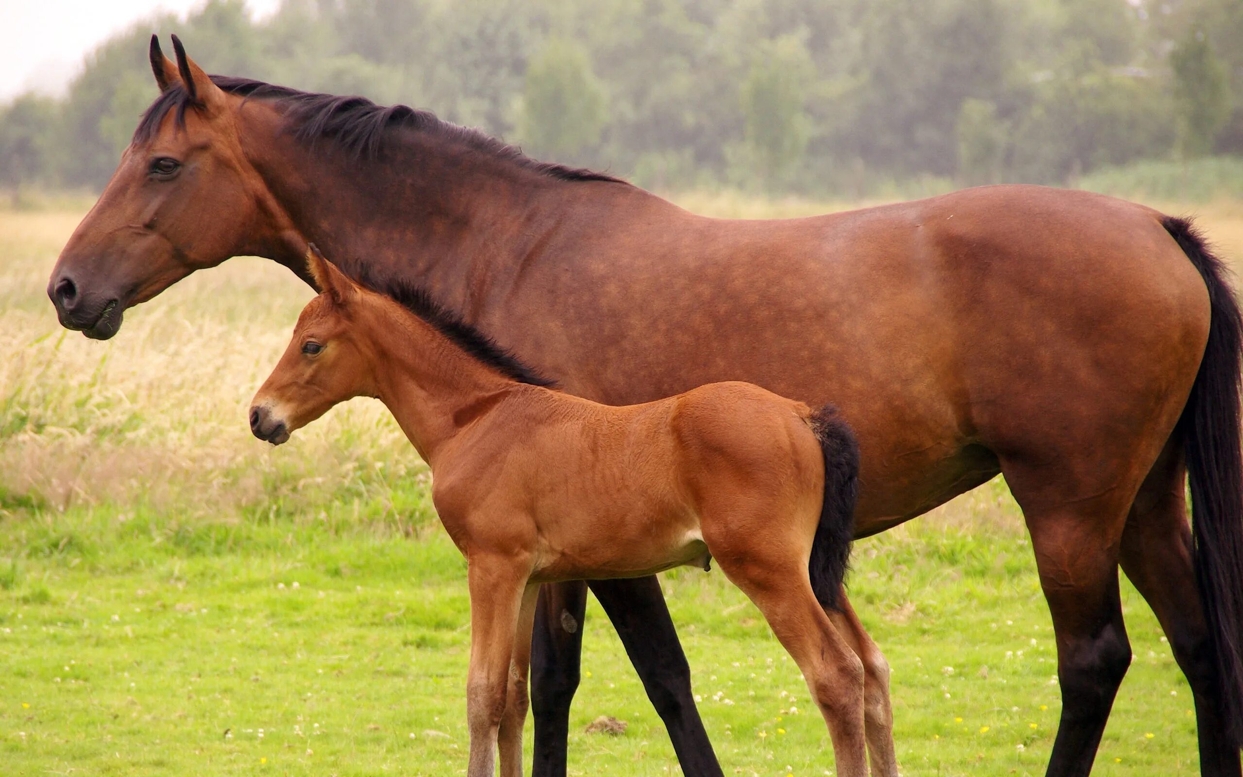 Horse pictures. Гнедой жеребенок. «Лошадь с жеребенком» а. Горбатова.. Фото коня. Кобыла с жеребенком.