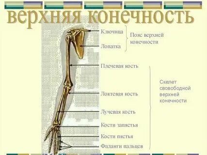 К скелету свободных нижних конечностей относятся