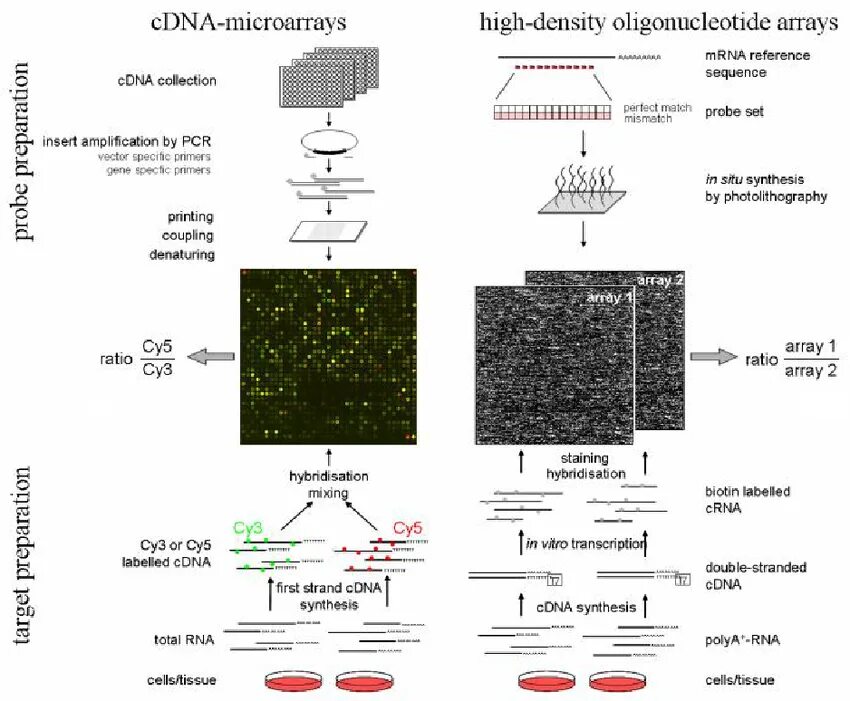Microarray patch