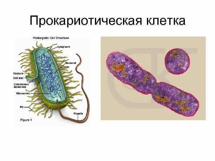 Прокариотическая клетка. 1. Строение прокариотической клетки. Схема строения прокариотической клетки. Особенности строения прокариотической клетки. Схема.