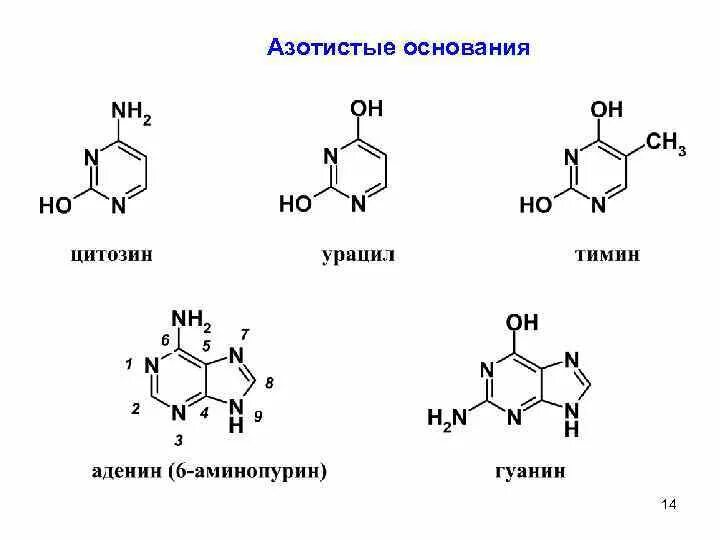 Рнк тимин урацил. Аденин строение азотистого основания. Строение азотистых оснований пуринового ряда. Структурная формула пуринового азотистого основания. Азотистые основания пуриновые и пиримидиновые.