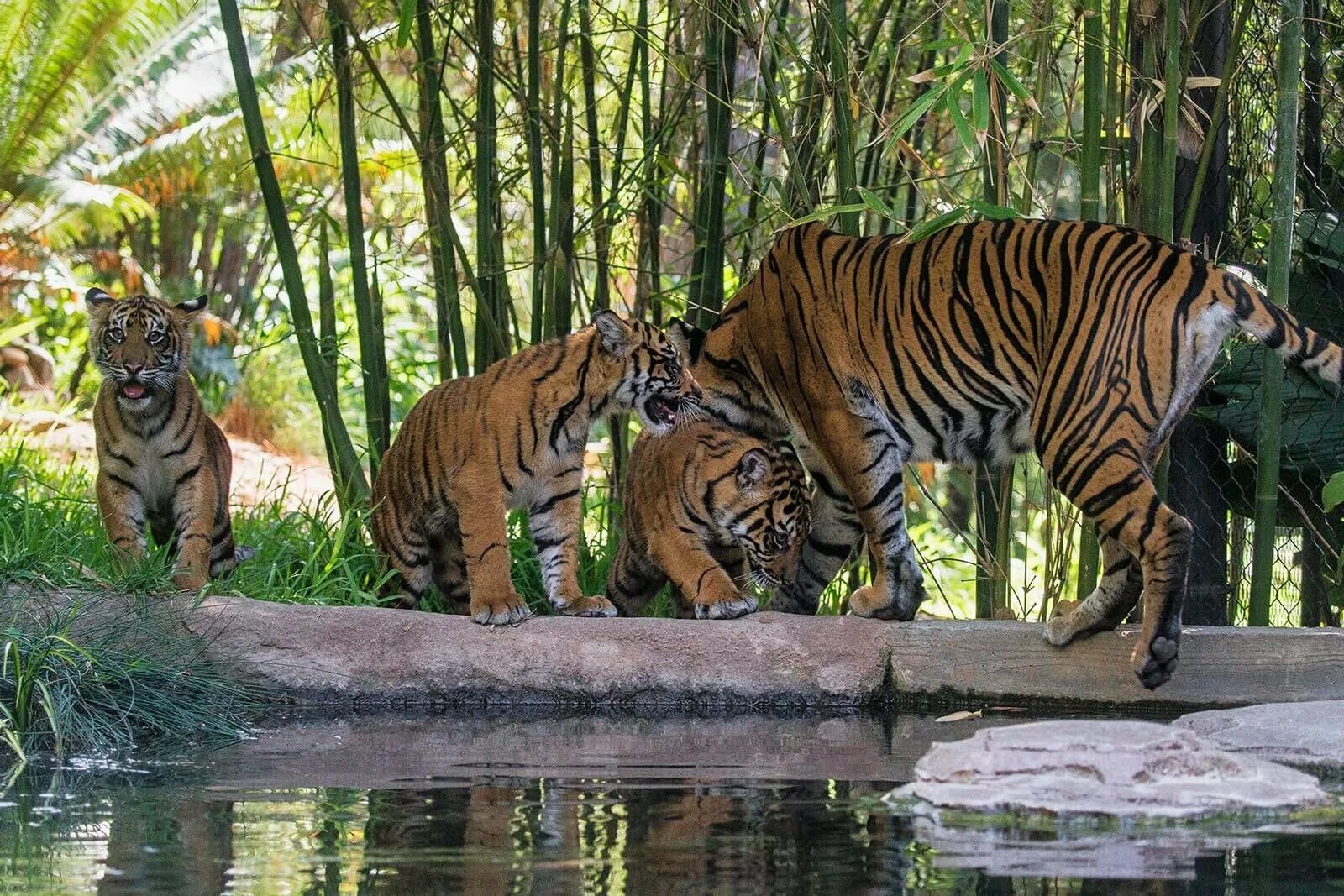 Zoo animals park. Зоопарк Сан-Диего Сан-Диего. Сан-Диего Калифорния зоопарк. Сафари-парк зоопарка Сан-Диего. Зоопарк Сан-Диего (Калифорния, США).