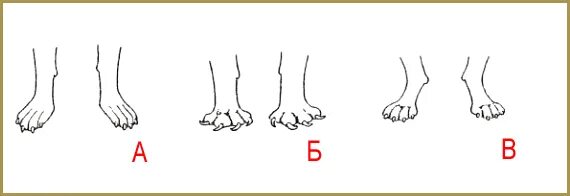 Размет задних лап у собак. Пальцы у собак на передних лапах. Деформация передних лап у кошек. Кривые передние лапы у котенка.