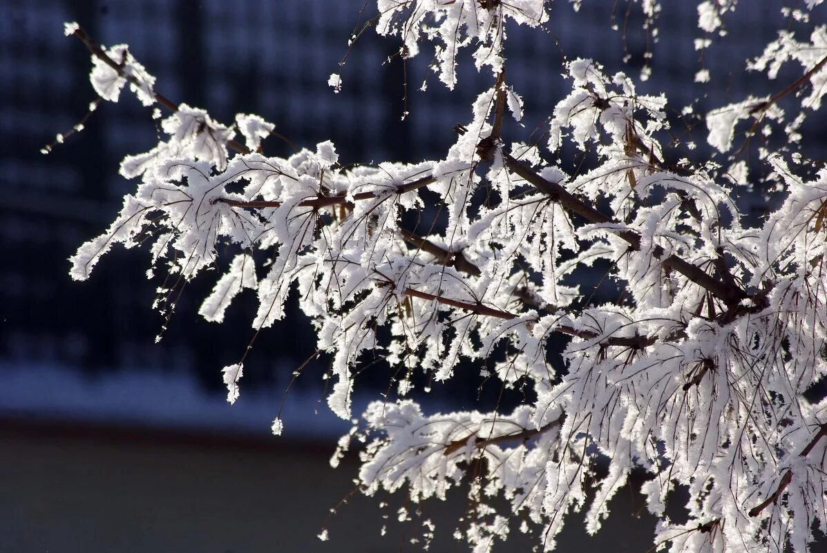 Осыпается иней. Осыпается иней. Снегопад небо. Зимние ветки деревьев. Осыпается иней.
