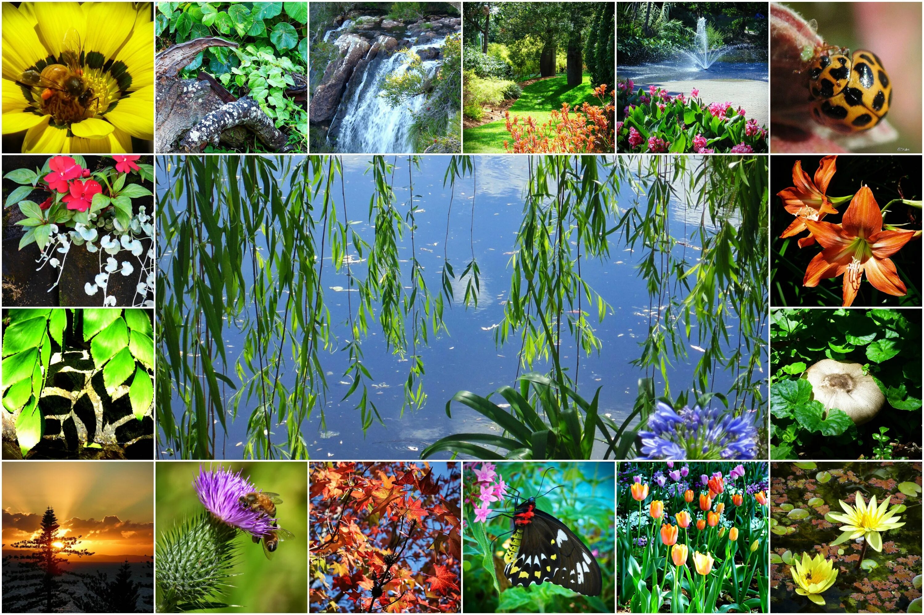 Картинки растений. Многообразие природы. Многообразие цветов в природе. Коллаж природа. Многообразие растений.