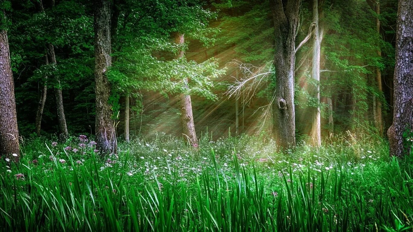 Лесная поляна удмуртия. Текст как хорошо летом в лесу густая зелень. Лес броселианд. Фон леса. Июльский лес.