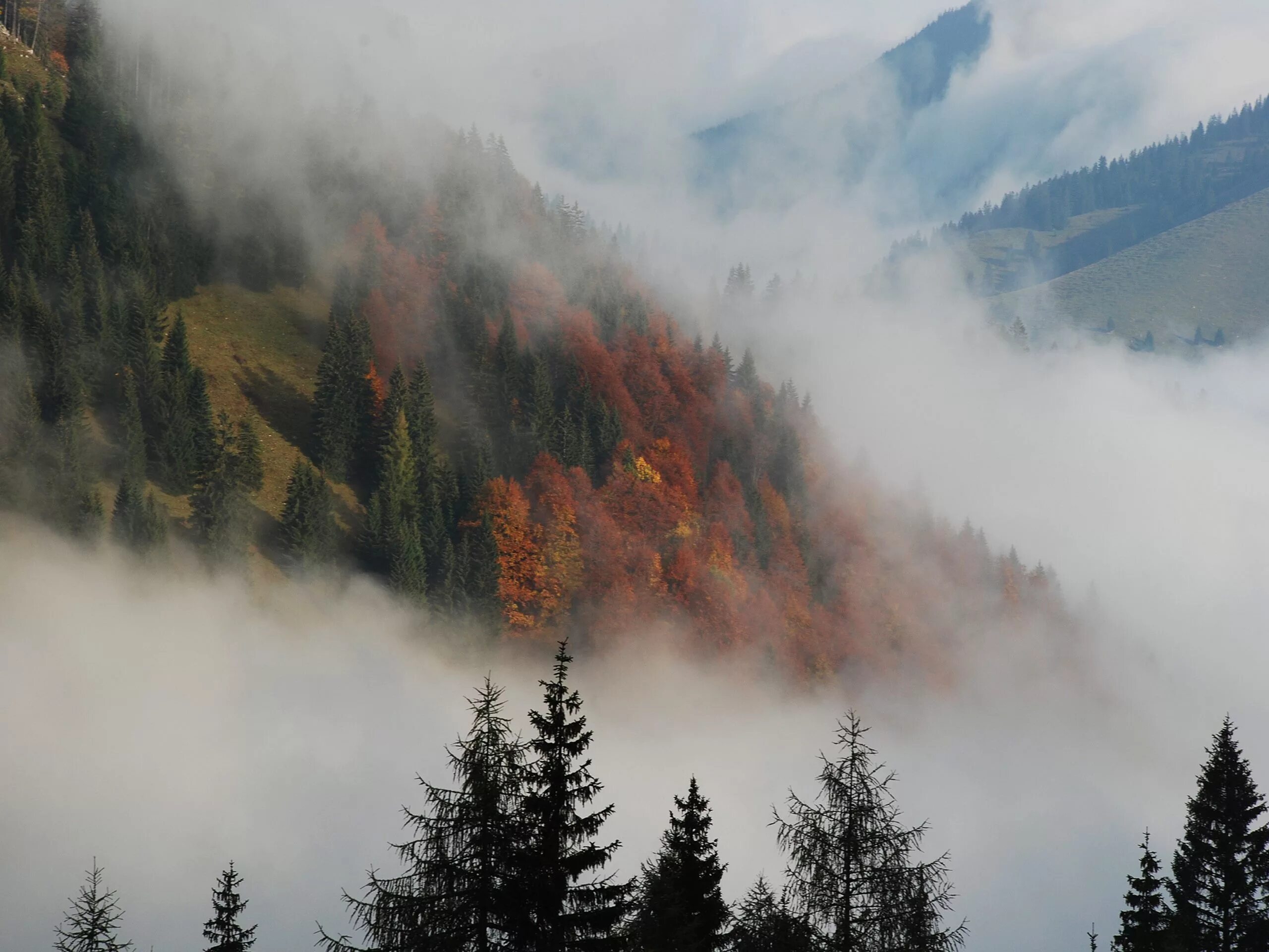 Лес Триллемарка-Роллагсфьелл. Туман. Туманный лес. Лес в тумане. Лес горы слились все
