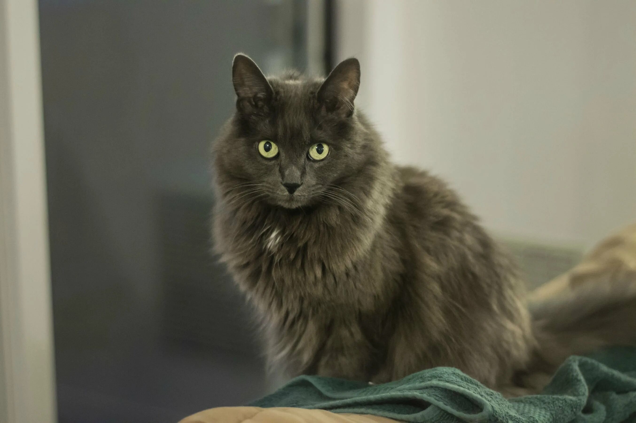 Нибелунг порода кошек нибелунг. Нибелунг кошка. Русская голубая длинношерстная нибелунг. Нибелунг длинношерстная. Нибелунг (порода кошек).