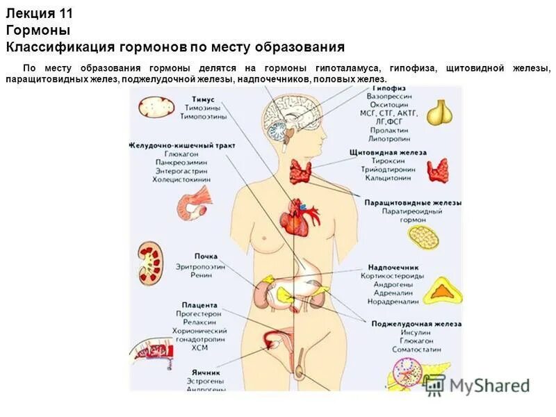 железы внутренней секреции вырабатывают гормоны которые. функции желез внутренней секреции эндокринные. перечислите органы эндокринной системы. функции желез внутренней секреции железы. эндокринная система железы внутренней секреции и их гормоны.