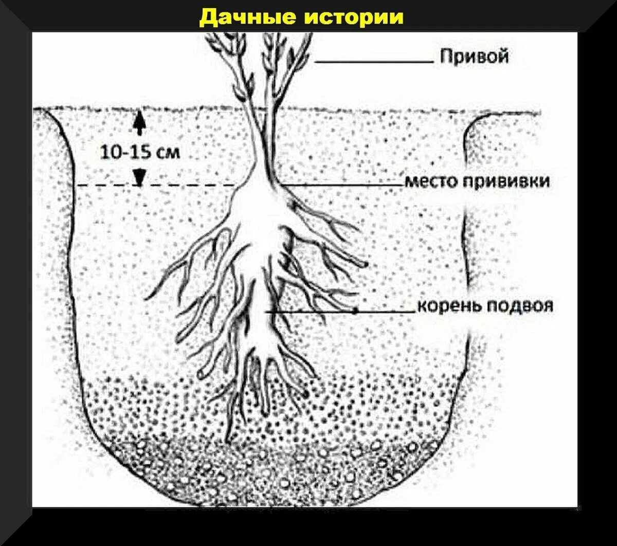 Посадка древовидного пиона весной в открытый грунт. Схема посадки древовидного пиона. Корневая шейка пиона. Пион древовидный корневая шейка посадка. Посадка привитого древовидного пиона.