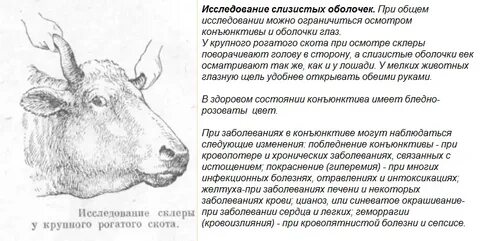 Насилие крупнорогатого скота какая статья