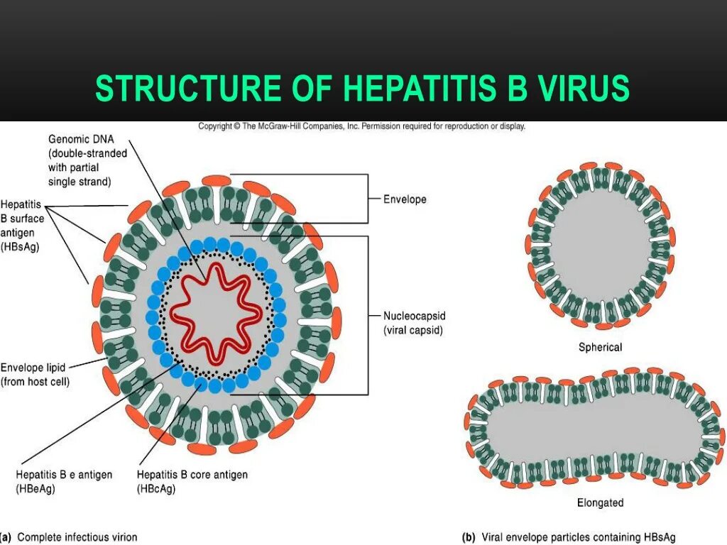 Антиген hepatitis. Вирион HBV. Вирус гепатита b. Hepatitis b вирус. Вирион гепатита б.