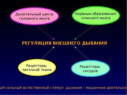 Регуляция дыхания общие свойства живых систем