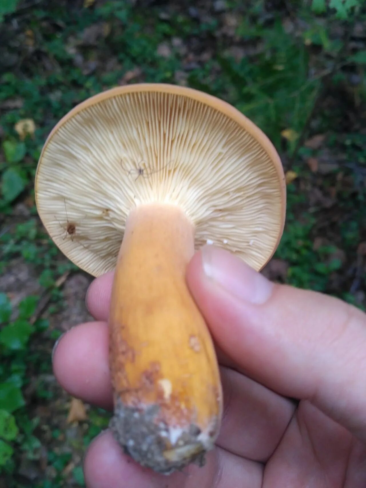 Негниючник шаровидный - описание гриба , где растет, похожие виды, фото