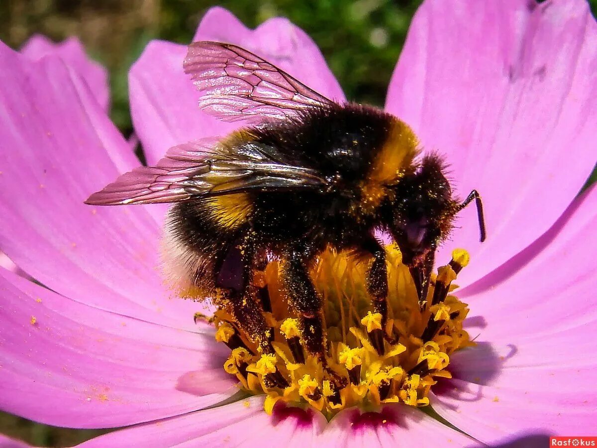 Шмель армянский - Bombus armeniacus. Шафранный Шмель. Шмель Шренка. Шмель Имаго. Цветок труженик