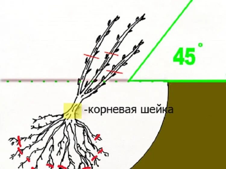 Как сохранить смородину до посадки. Посадка крыжовника корневая шейка. схема посадки черной смородины весной. корневая шейка саженца смородины что это такое. корневая шейка крыжовника при посадке.