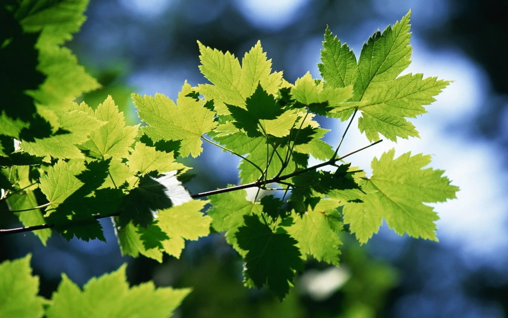 Пропускать листва. Пропускать листва. Листочки деревьев. Пропускать листва. Пропускать листва.