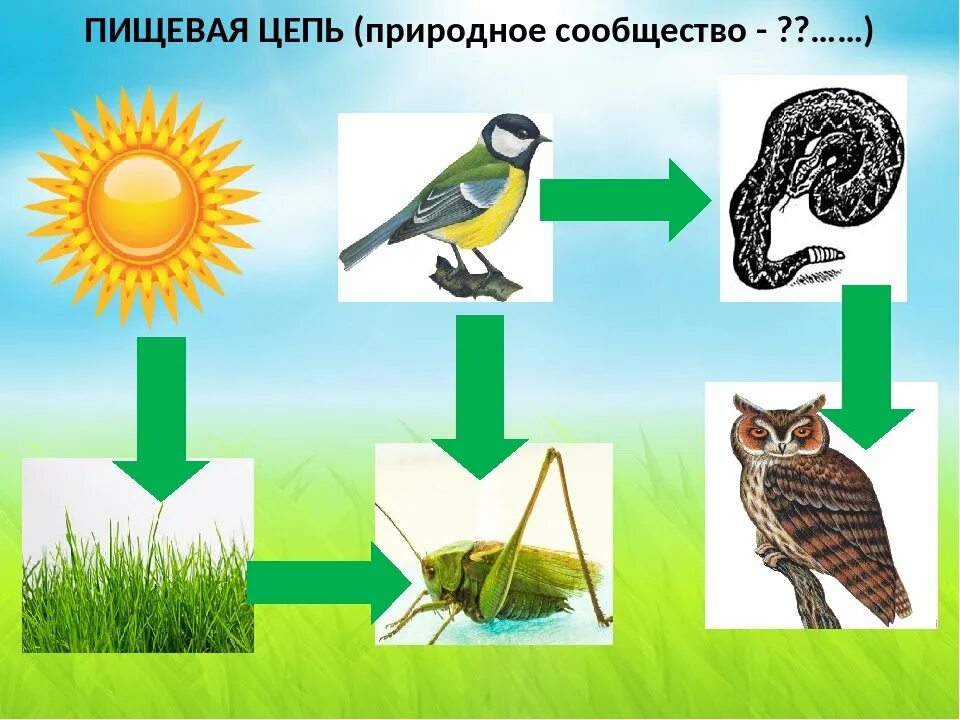 Пищевая цепь. Пищевая цепочка. Пищевые Цепочки в природных сообществах. Пищевая цепочка сообщества.