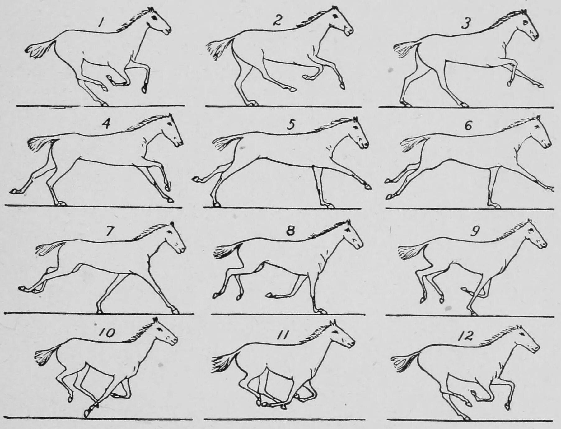 Передвижение лошади. Бегущая лошадь сбоку референс. Референс фазы бега лошади. Фазы галопа лошади. Галоп лошади схема.