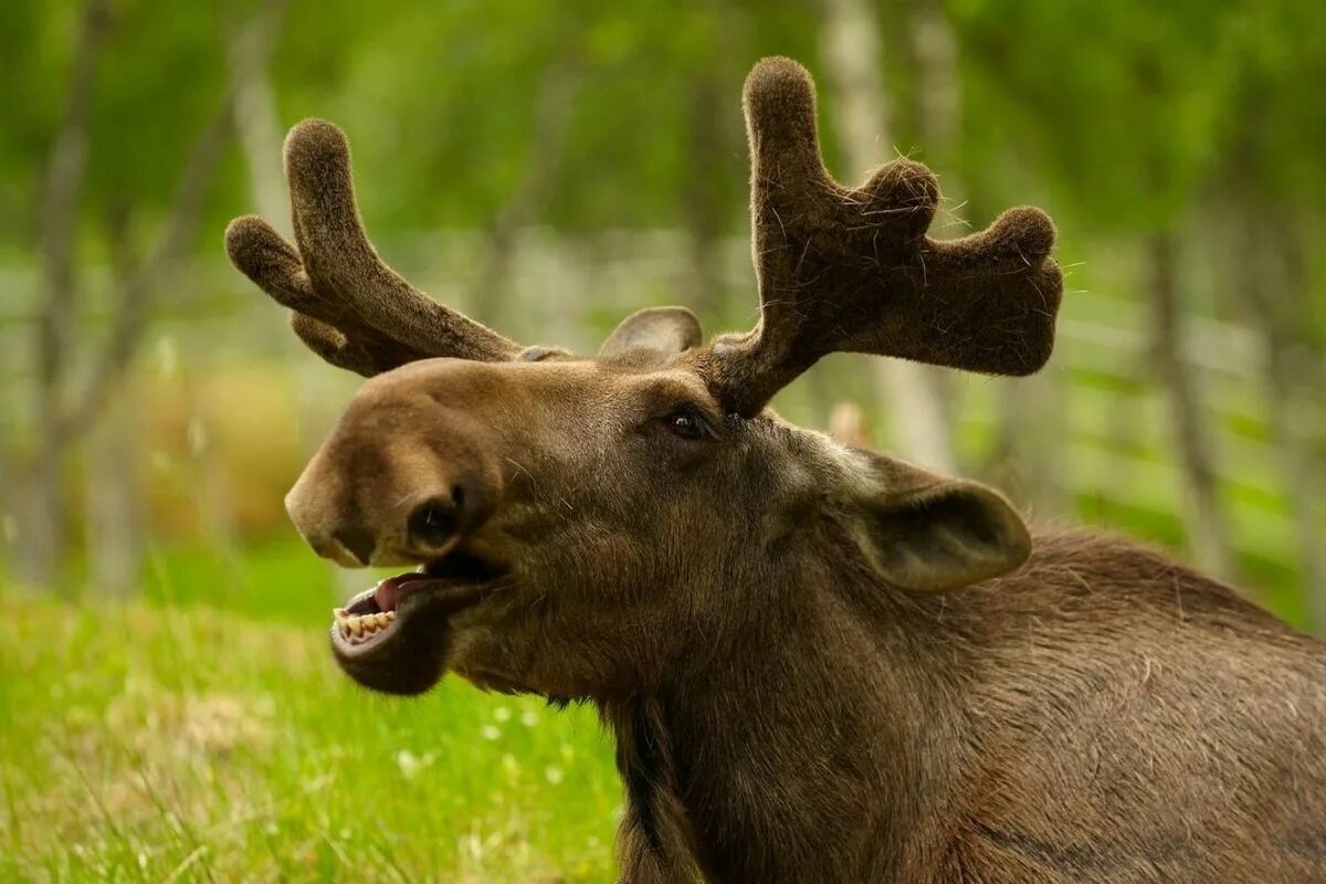 лицо лося. лось сибирский. лосиха хвост. кавказский лось. Moose лось.
