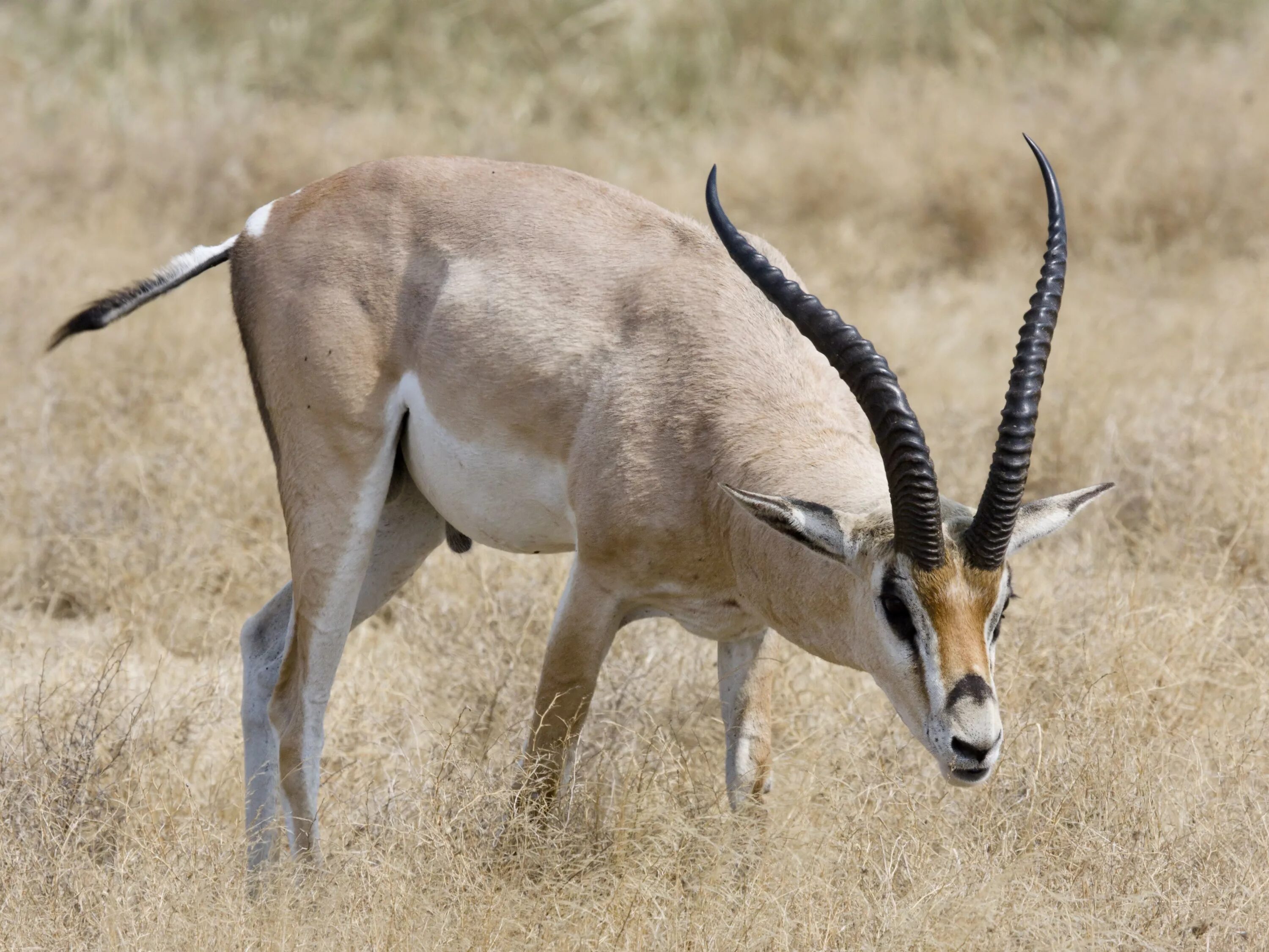 • Песчаная Газель (Gazella leptoceros). Антилопа Дибатаг. Полорогие парнокопытные. Антилопа вилорог Северная Америка. Антилопа красивое и изящное животное