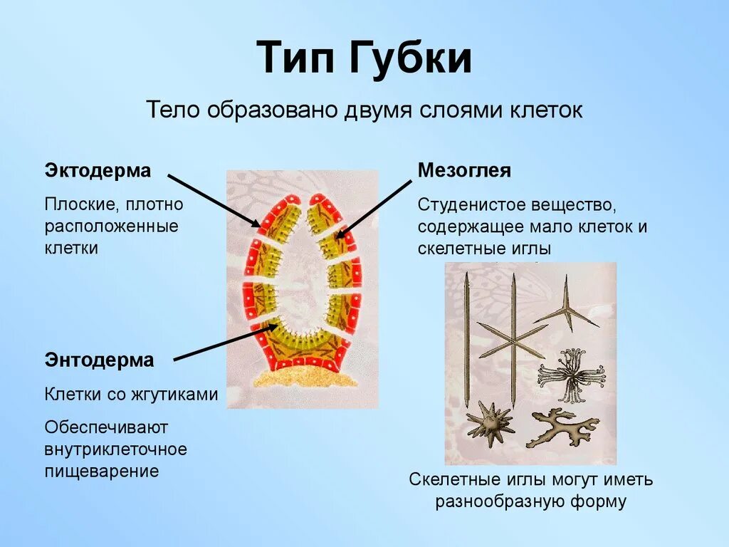 Имеет несколько слоев один. Строение губки мезоглея. Типы строения клеток губок. Тип губки 7 класс строение. Энтодерма у губок.