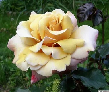Magic rose